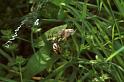 Argiope_bruennichi_P1486_Z_81_Les Gris_Frankrijk